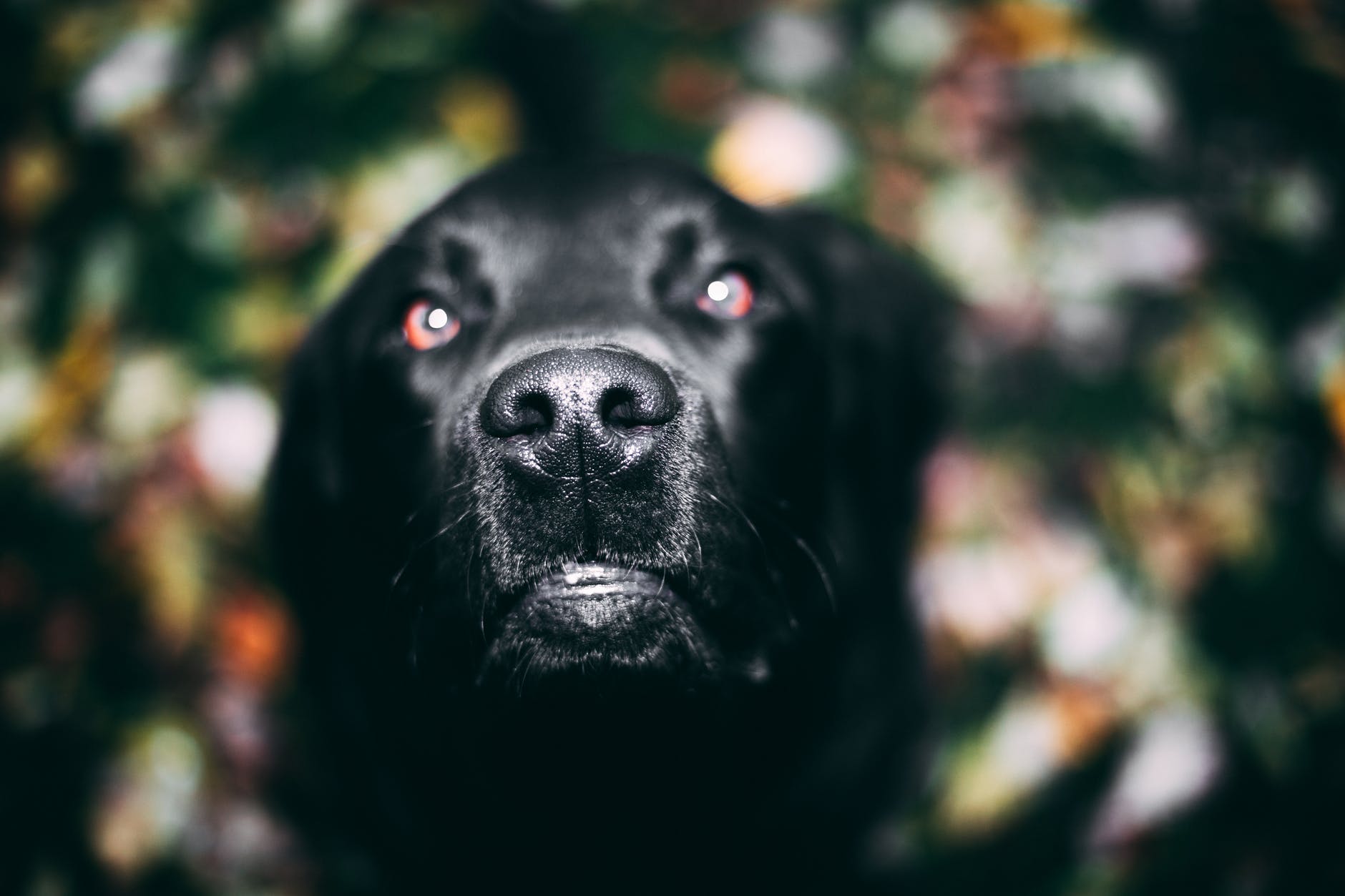 selective focus photography of adult black labrador retriever